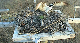 Photo of osprey at nest platform